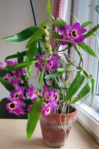 Выбор месторасположения для орхидеи дендробиум