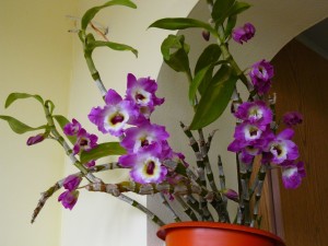 Периоды вегетации орхидеи дендробиум