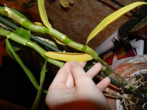 У орхидеи дендробиума сохнут листья