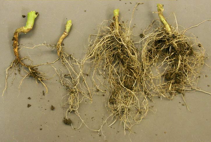 пошкоджені та здорові корені капусти