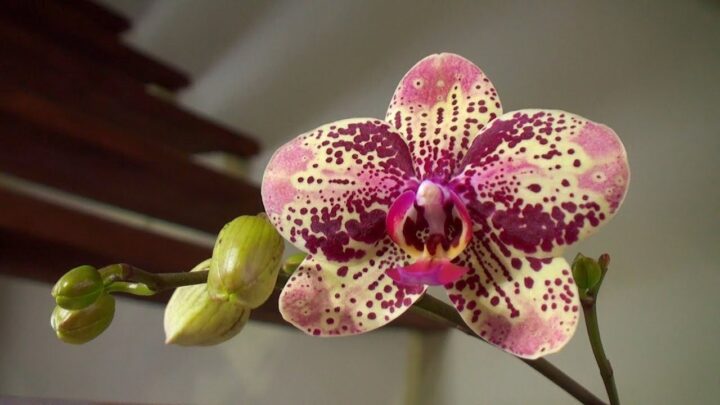 Орхидея расцвела дома