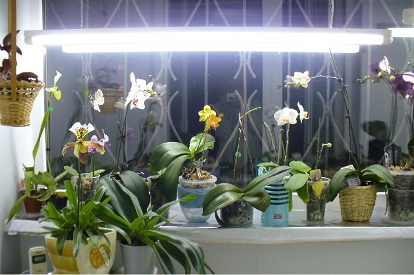 Освещенность и досветка орхидеи