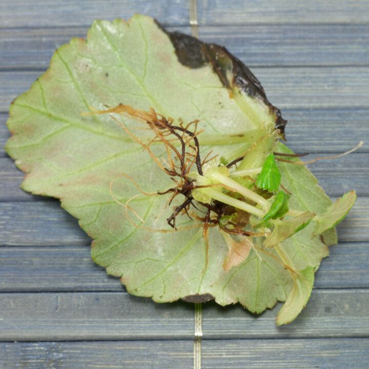 Begonia hiemalis размножение листом