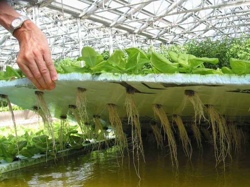Метод гидропоники позволяет получить урожай быстрее