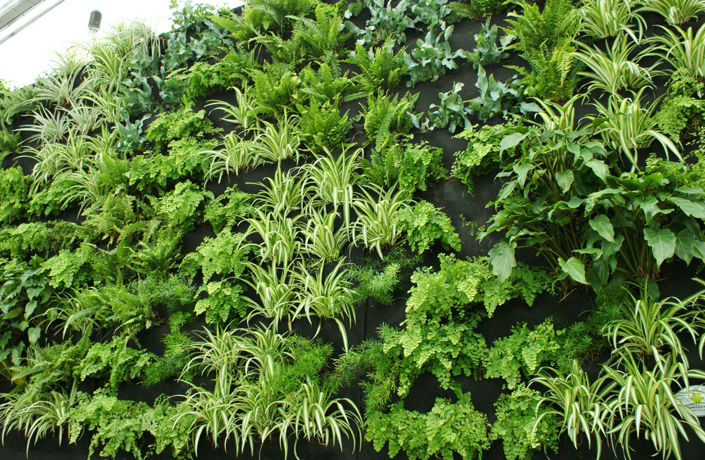 Растения для вертикального озеленения на шпалере.