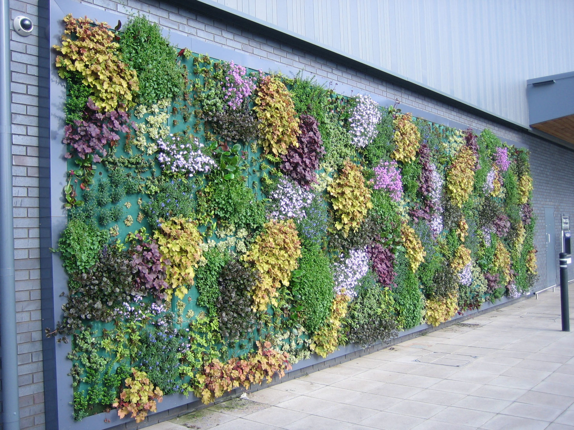 Вертикальное озеленение стены.