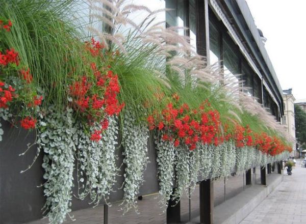 Ампельные растения на улице города