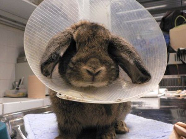 Кролик з обмороженими вухами