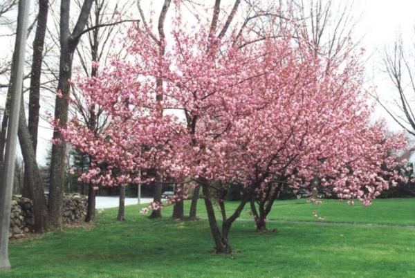 Сакура Канзан светолюбива, цветет массивными душистыми розовыми цветками
