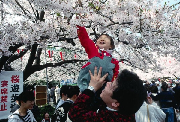 Когда цветет сакура, в Японии отменяются рабочие дни и объявляется национальный праздник Ханами