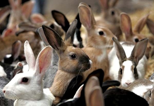 Відбір кроликів для в'язки