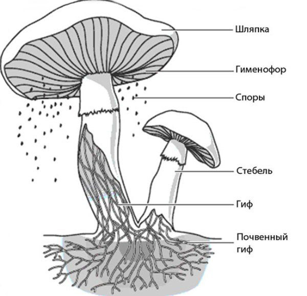 Части шляпочного гриба