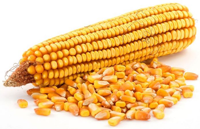 Подкормка кукурузой
