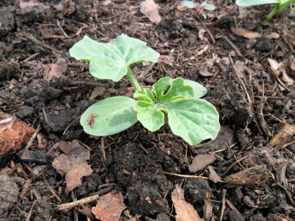 Почва для арбуза
