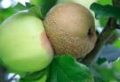плодовая гниль яблок