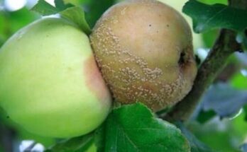 плодовая гниль яблок