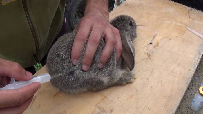Прививка кроликов