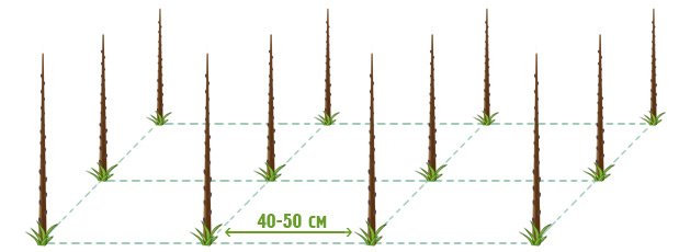 Схема посадки колоновидной черешни