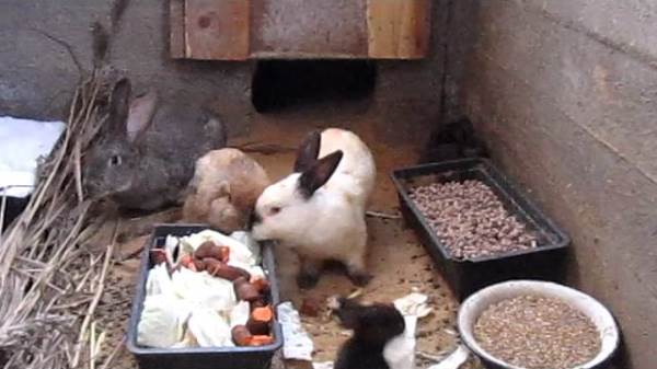 Кролики едят в яме