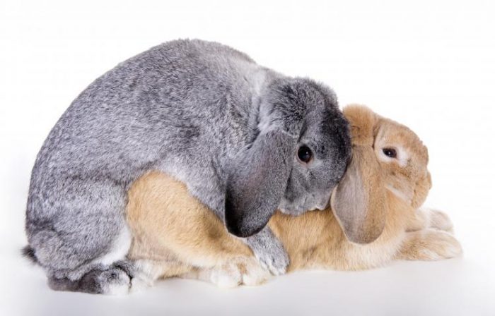 Спаривання кроликів