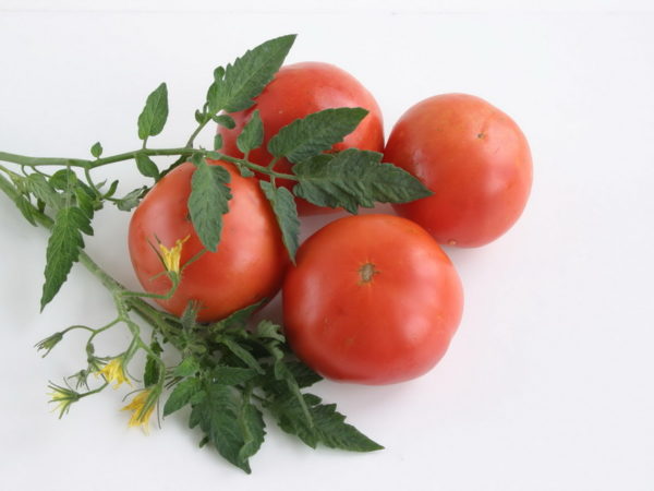 Ветка томатов сорта Гном