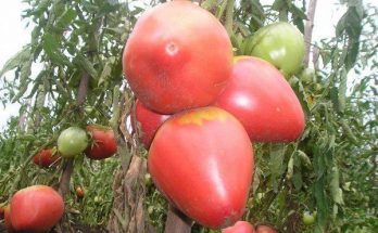 Выращивание помидоров Алсу