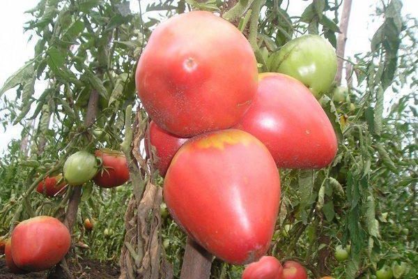 Выращивание помидоров Алсу