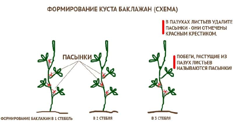 схема формировки куста в одну стебл