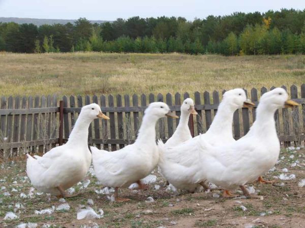 Московські білі качки