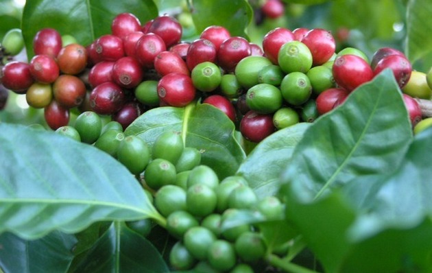 Зерна кофейного растения