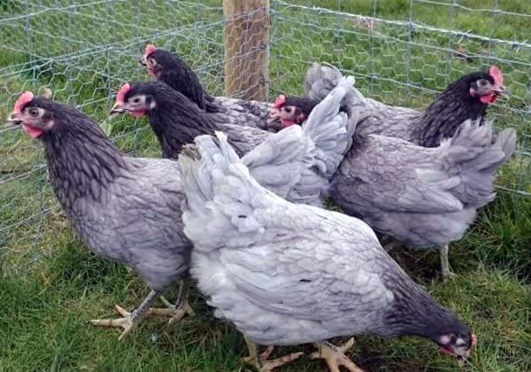 Андалузская голубая — мясо-яичная порода кур
