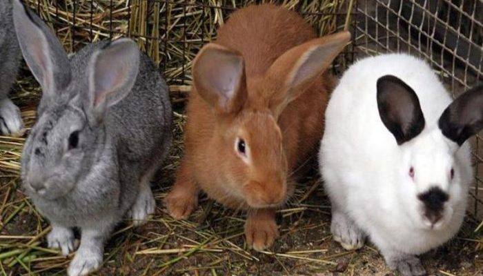 Разные породы кроликов