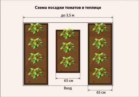 Схема посадки помидоров в теплице