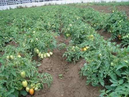 Низкорослые сорта помидоров