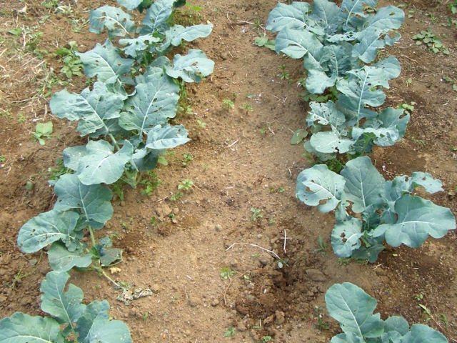 Выращивание брокколи в открытом грунте