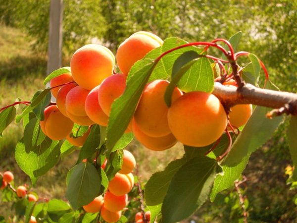 Ветка абрикоса с плодами