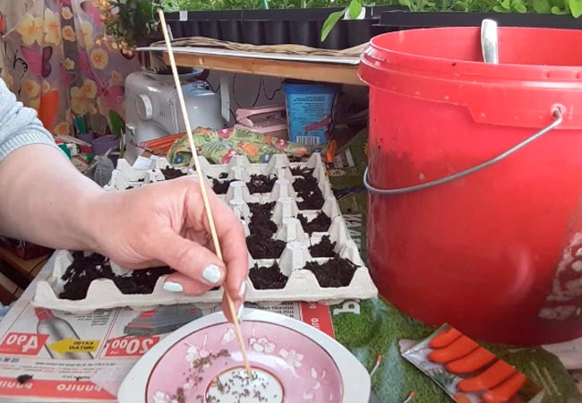 Как производить посадку моркови в яичные ячейки