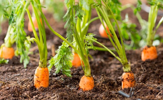 вирощуємо моркву на підвіконні