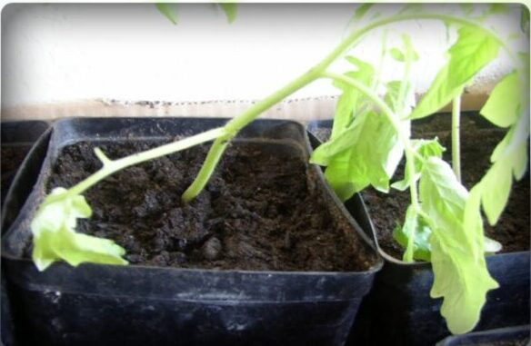 Увядание растений томатов после повреждений корневой системы
