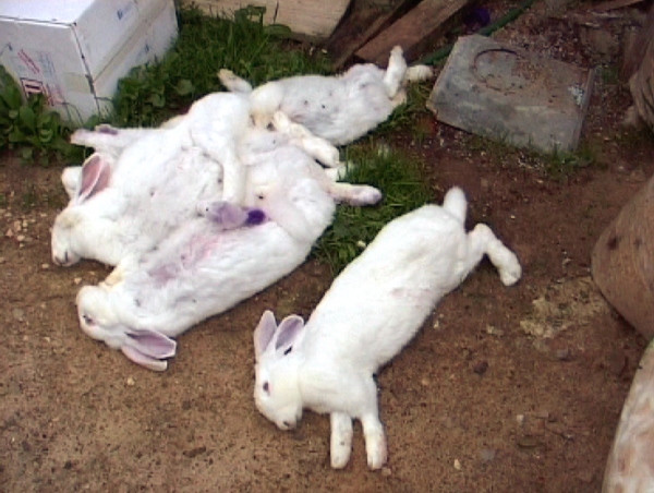 Массовая гибель домашних кроликов