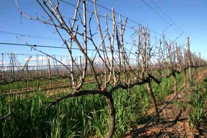 Подвязка куста винограда после зимы