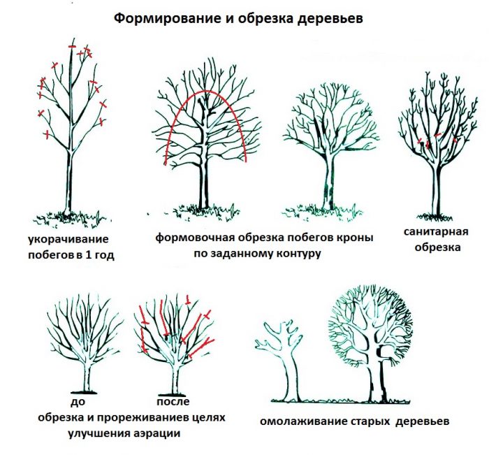 Схема обрезки деревьев
