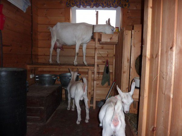 Содержание коз в домашних условиях