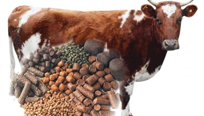 Как правильно кормить корову