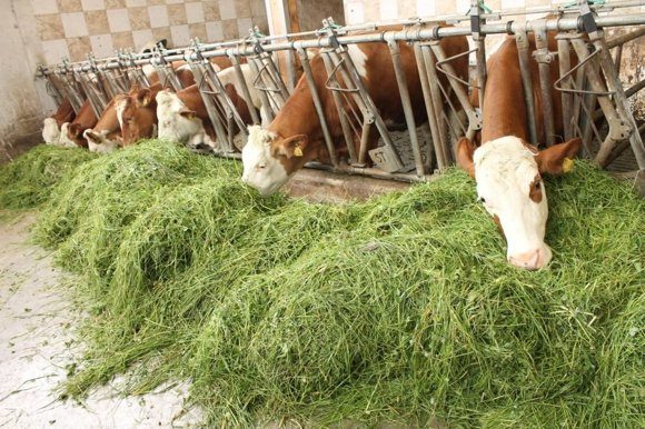 Коровы поедающие cвежую траву