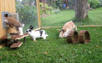 Разведение кроликов на даче