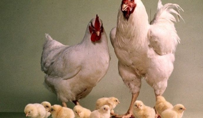ращивание цыплят и кур бройлеров в домашних условиях