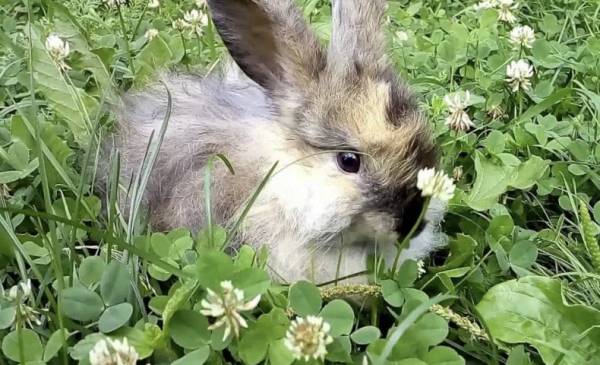 Зеленый конвейер для кроликов