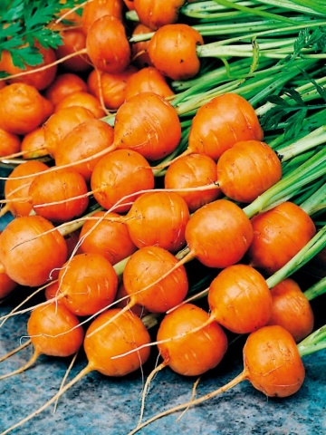 Мини морковь с толстым корнеплодом