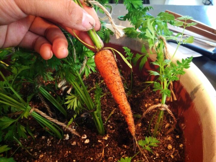 Уход и выращивание моркови на подоконнике